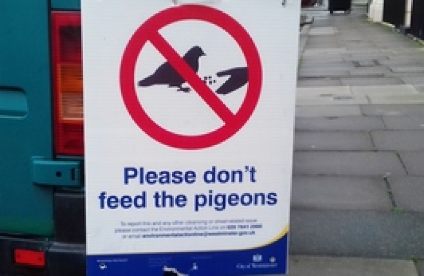 feeding-pigeons