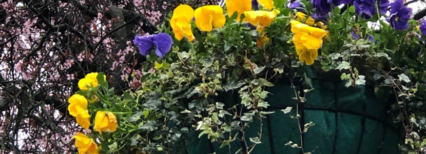 Hanging Basket