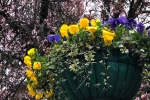 Hanging Basket