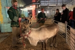 Reindeer